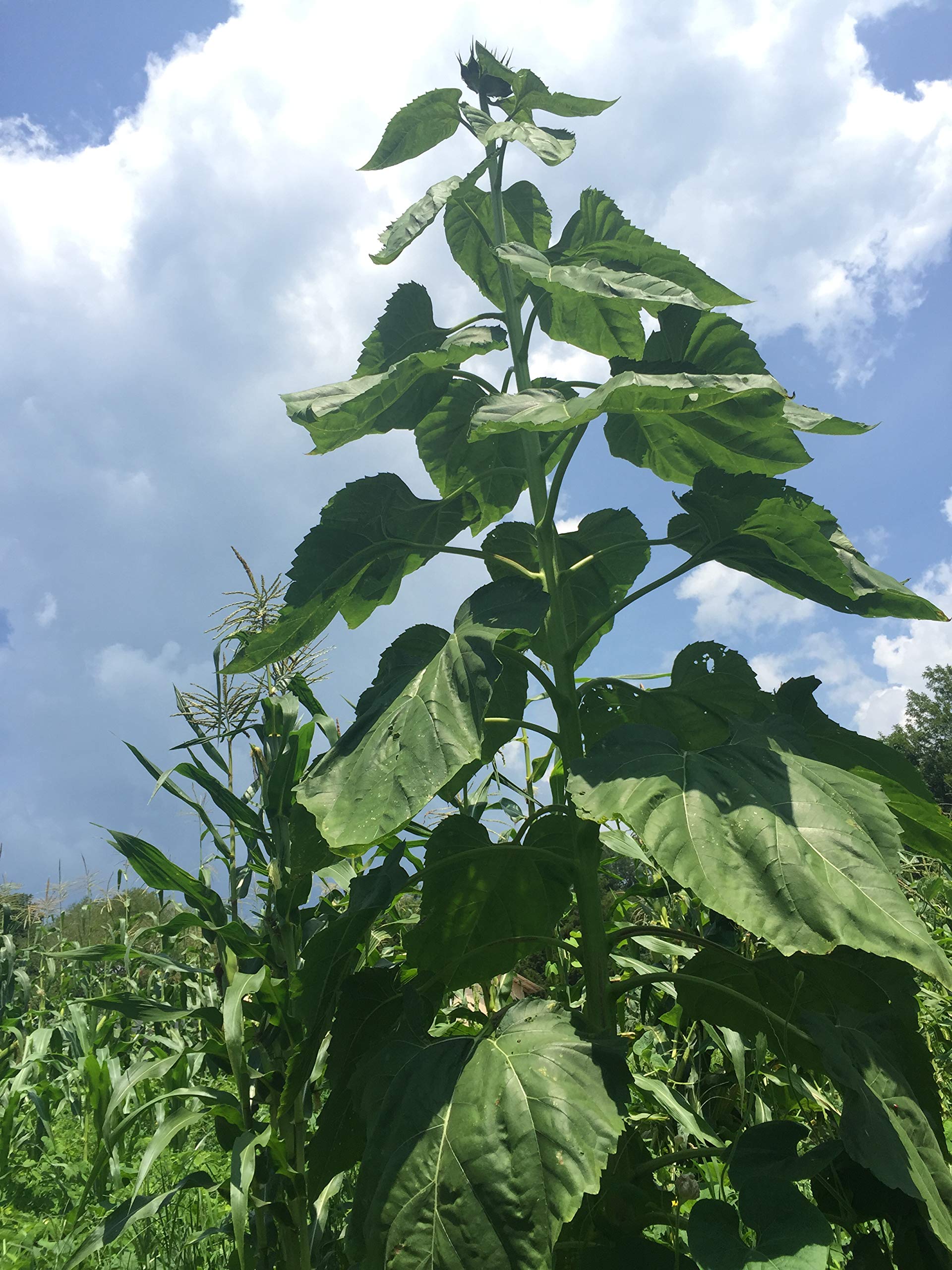 Amazon.com : 1148A-Giant Black Sunflower (Helianthus annuus) Seeds